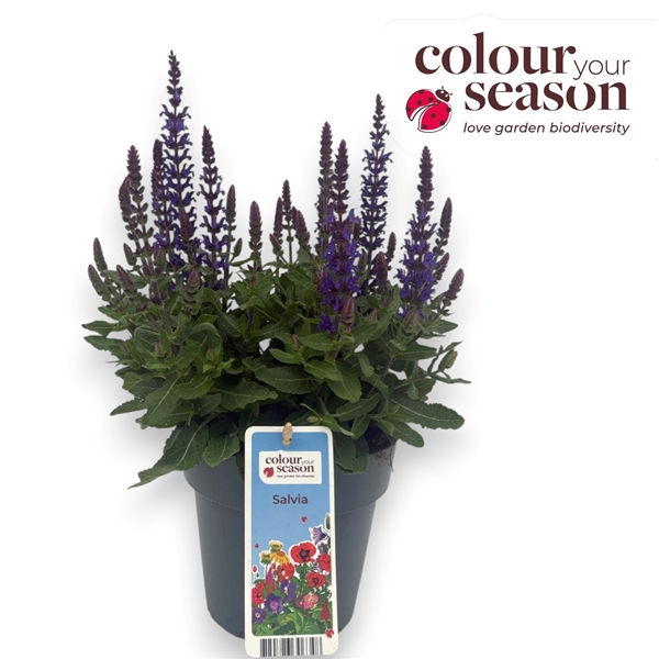 Salvia Sensation Compact Blue