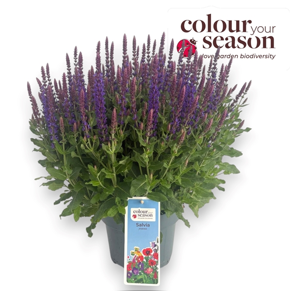 Salvia Sensation Blue 