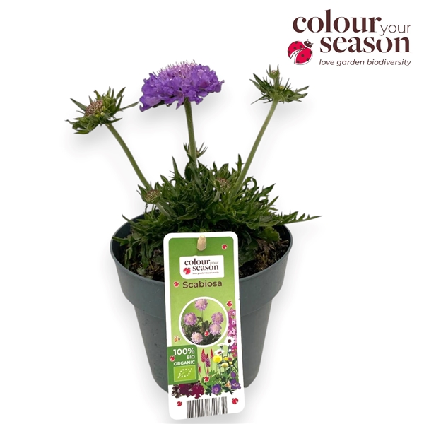 Scabiosa Mariposa Blau Bio