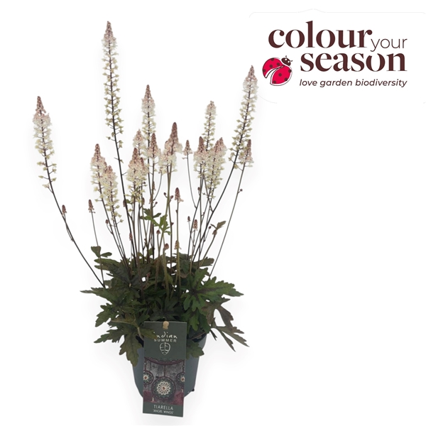 Tiarella Cordifolia Pink Sky Rocket
