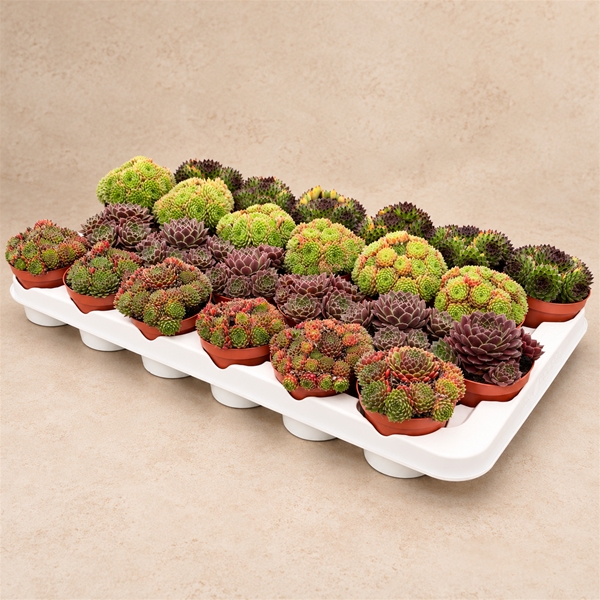 Sempervivum Autunno Mix