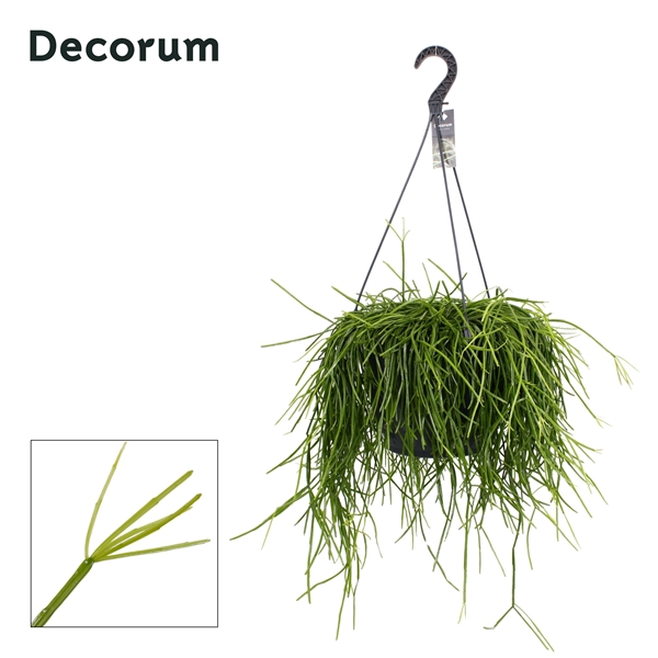 Rhipsalis Kirbergii XXL Ampel