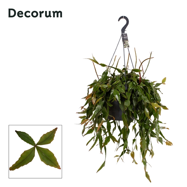 Rhipsalis Elliptica XXL Ampel