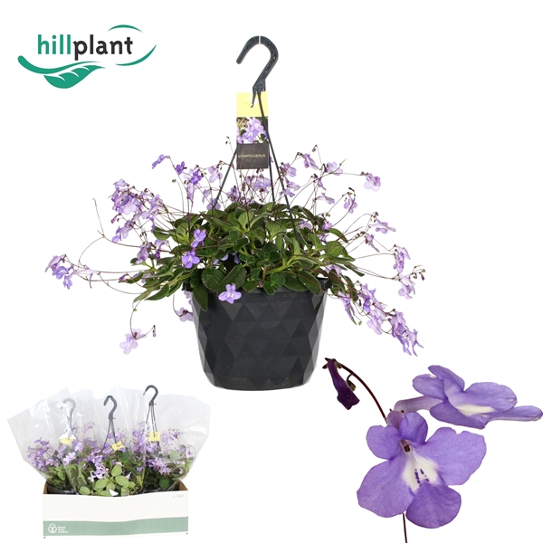 Streptocarpus Saxorum Ampel
