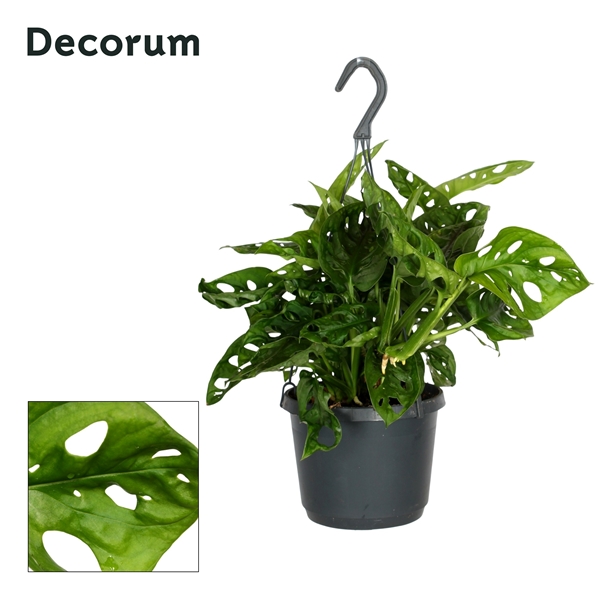 Monstera Monkey Leaf Ampel