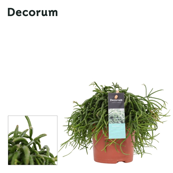 Rhipsalis BacciferaCassutha