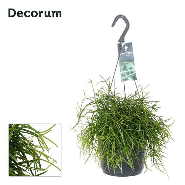 Rhipsalis Bacci Oasis Ampel