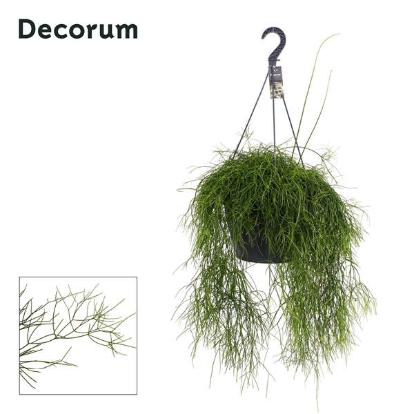 Rhipsalis Oasis XXL Ampel