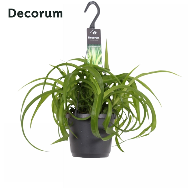 Chlorophytum Comosum Green Bonnie Ampel