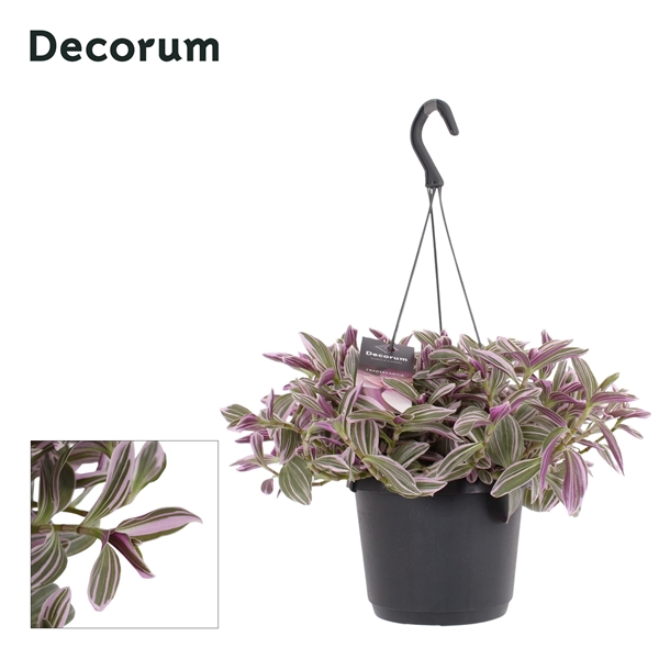 Tradescantia Sweetness Ampel