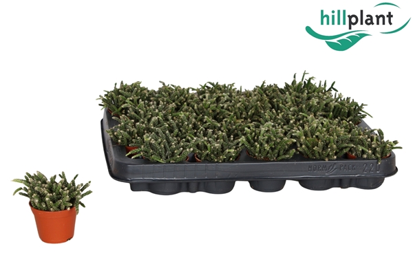 Rhipsalis Pilocarpa 