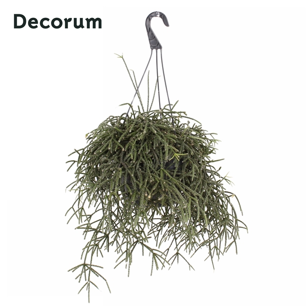 Rhipsalis Pilocarpa Ampel