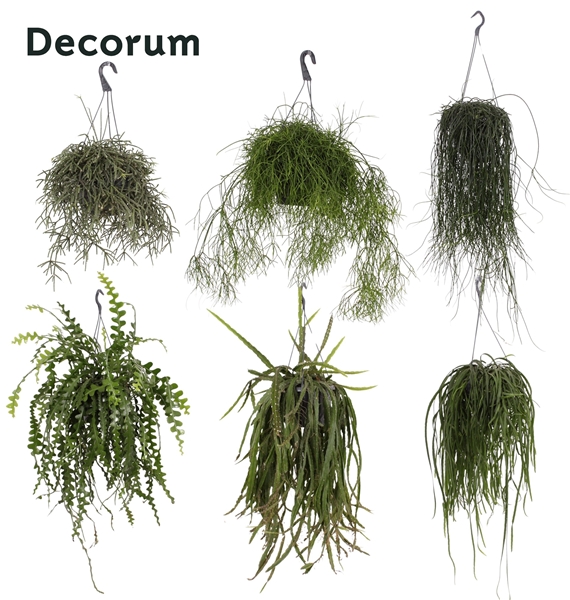Rhipsalis Gemengd Ampel