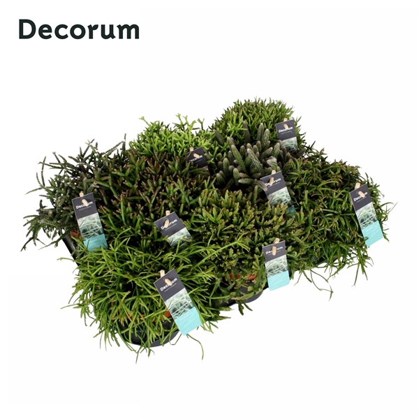 Rhipsalis Gemengd