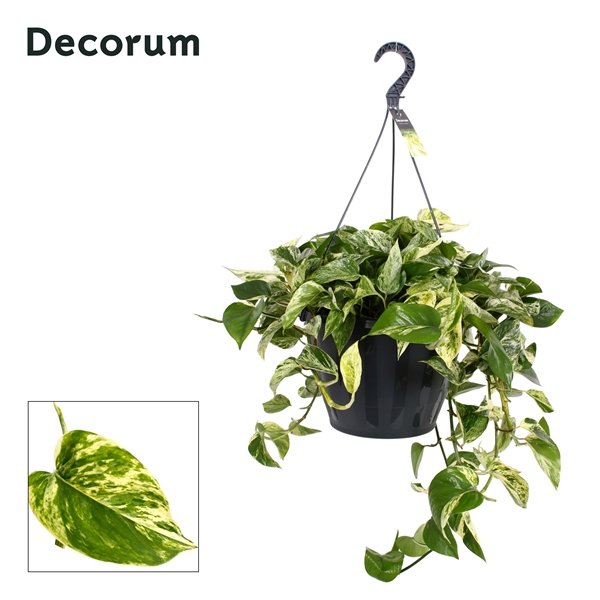 Epipremnum Pinnatum Marble Queen XXL Ampel