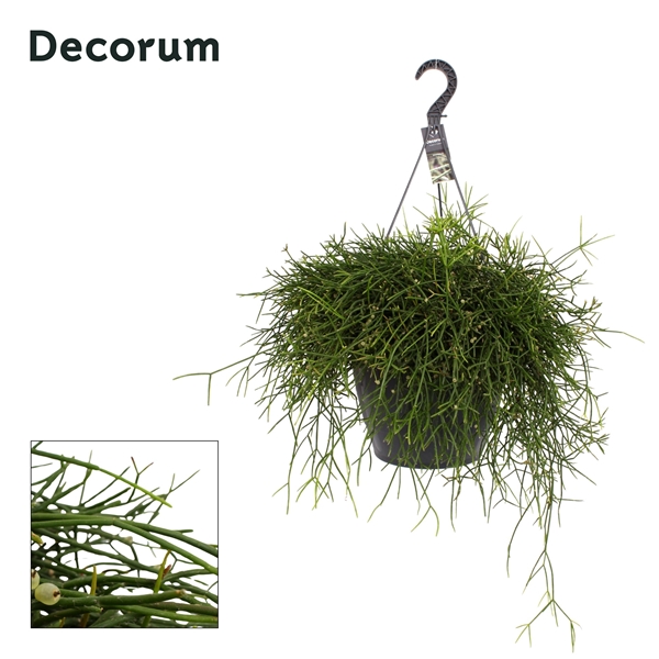 Rhipsalis Burchellii Ampel