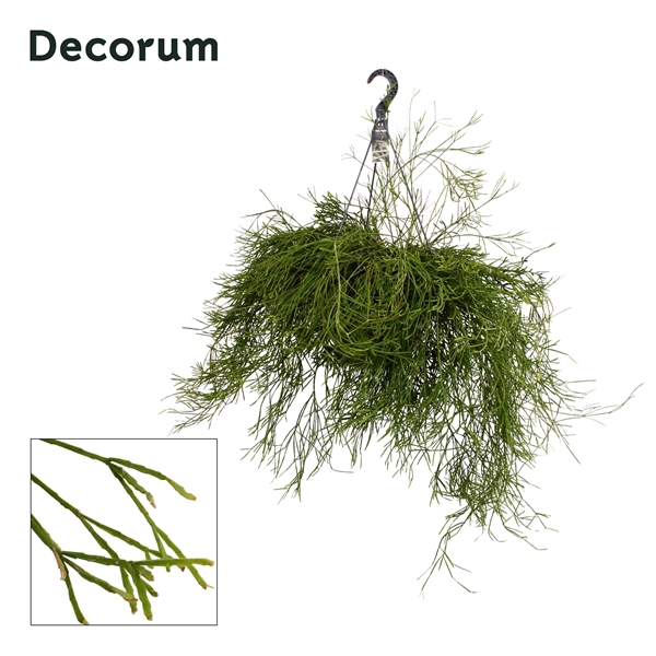 Rhipsalis Ewaldiana XXL Ampel