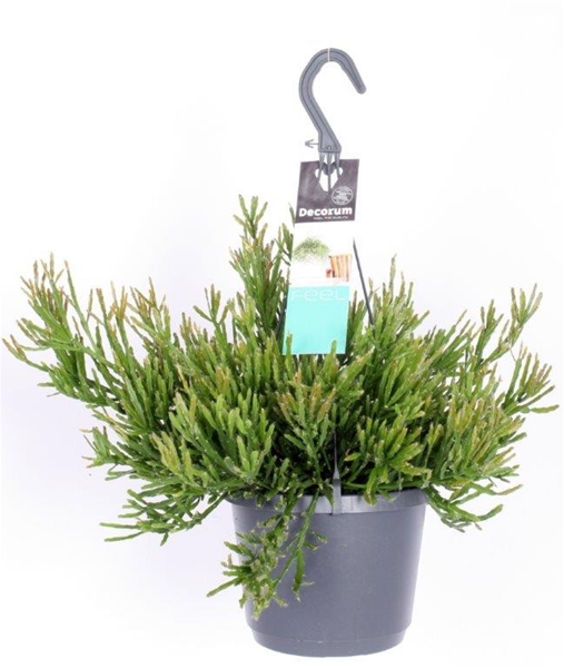 Rhipsalis Ewaldiana Ampel