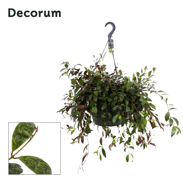 Aeschynanthus Marmoratus XXL Ampel