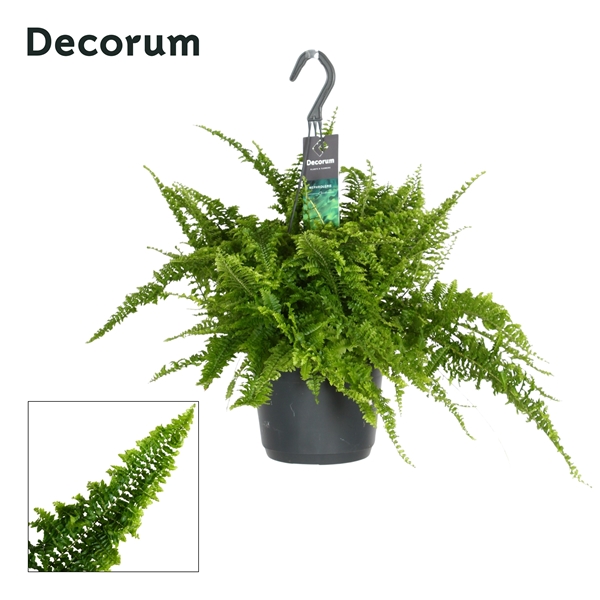 Nephrolepis Fluffy Ruffles Ampel
