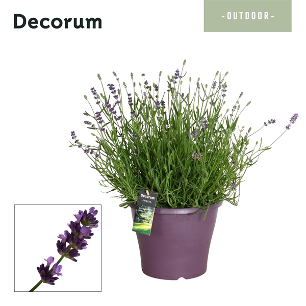 Lavandula Angustifolia Essence Purple