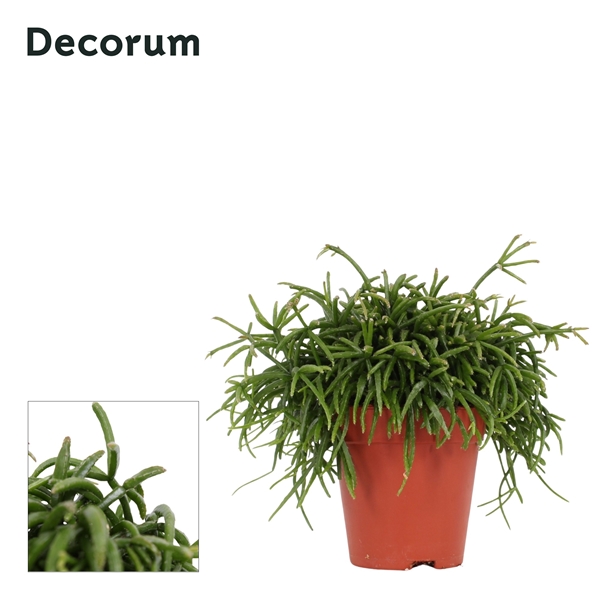 Rhipsalis Baccifera Oasis