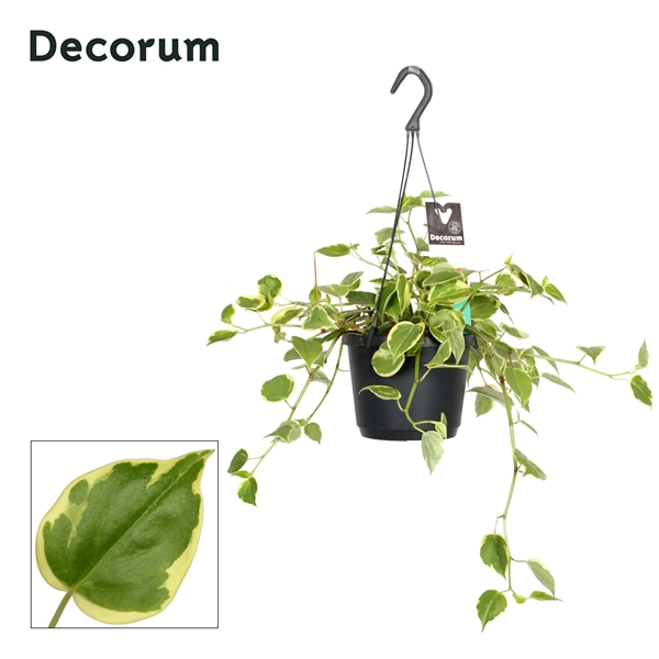 Peperomia Scandens Variegata Ampel