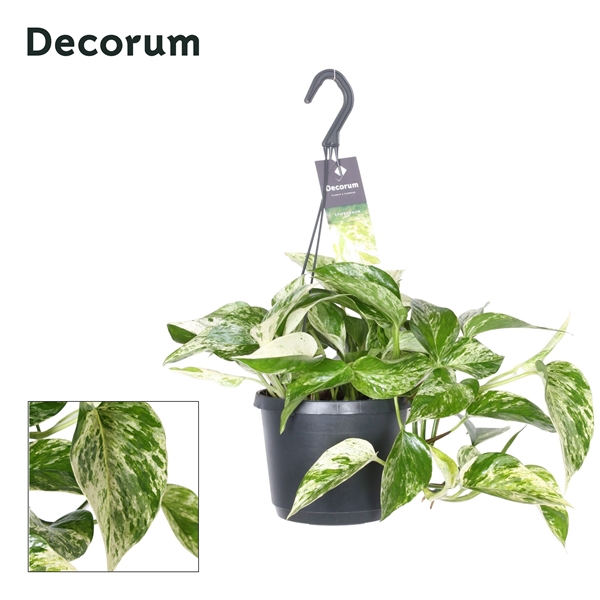 Epipremnum Pinnatum Marble Queen Ampel