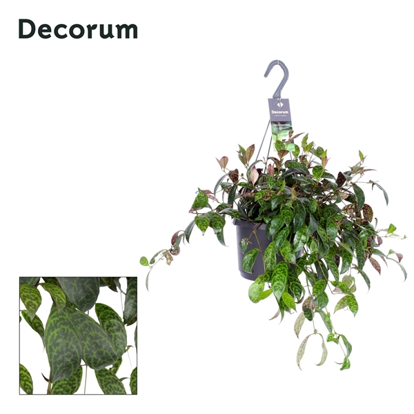Aeschynanthus Marmoratus Ampel