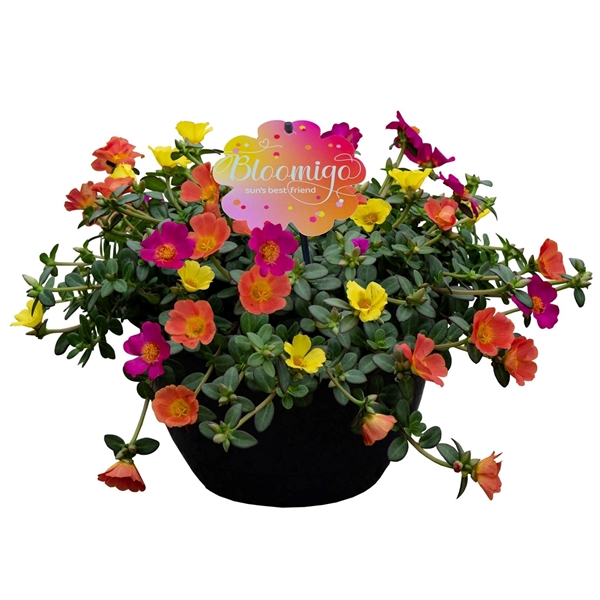 Portulaca Carnaval