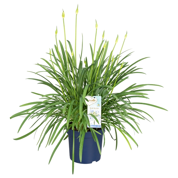 Agapanthus Amourette Blue Bush 10+