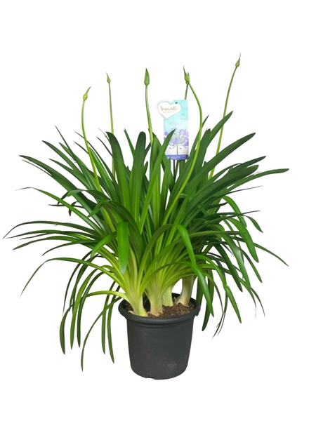 Agapanthus Big Blue XXL
