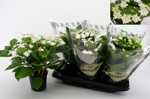 Hydrangea Hovaria Firework White 5+