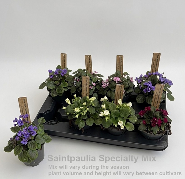 Saintpaulia Specialty Mix