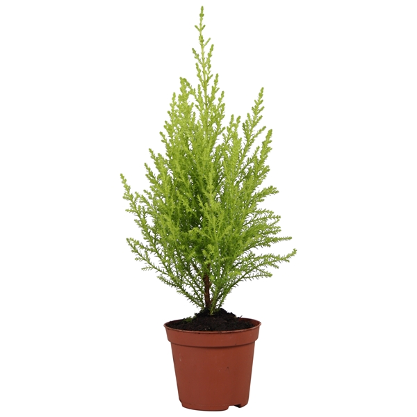 Cupressus Goldcrest Wilma