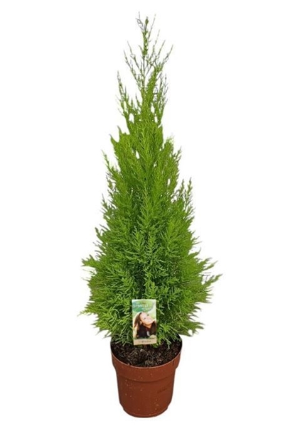 Cupressus Goldcrest Wilma