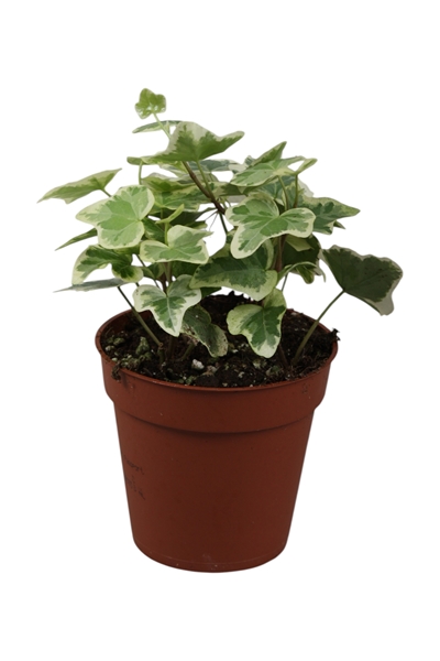 Hedera Helix White Wonder