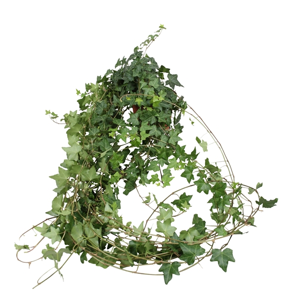 Hedera Helix Pitsburg XXL