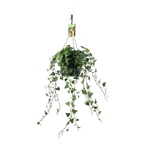 Hedera Helix Grün Ampel