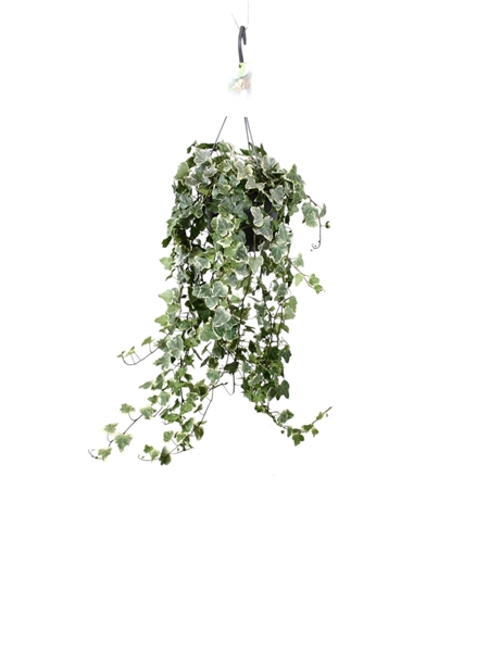Hedera Helix White Wonder Ampel