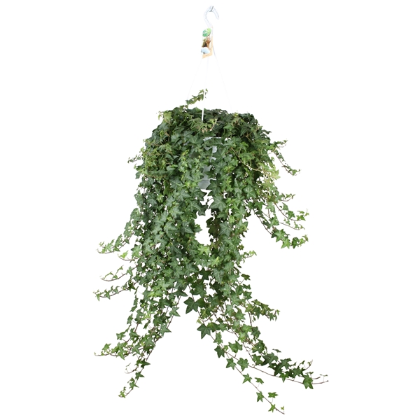 Hedera Helix Pittsburgh Ampel
