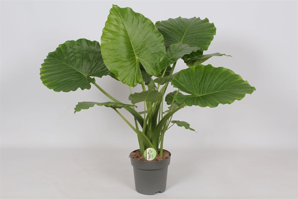 Alocasia Gageana California