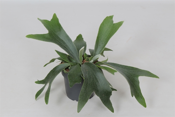 Platycerium Bifurcatum