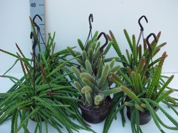 Aporocactus Ampel Mixtray