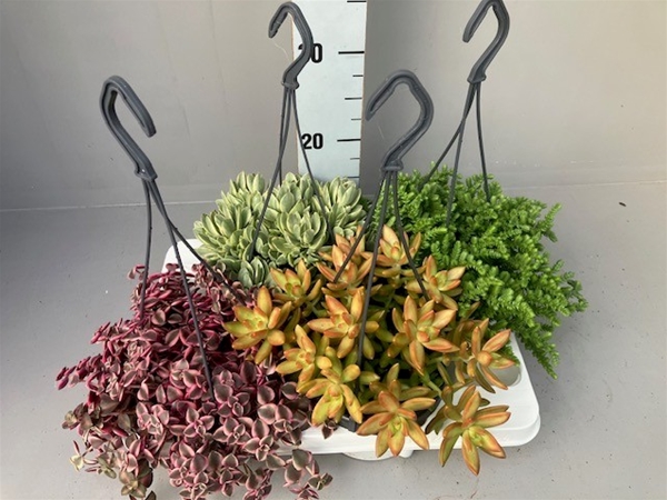Succulenten Mixtray Ampel