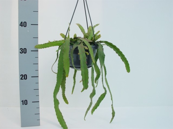 Rhipsalis Monacantha Ampel
