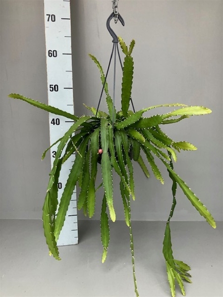 Rhipsalis Monacantha Ampel