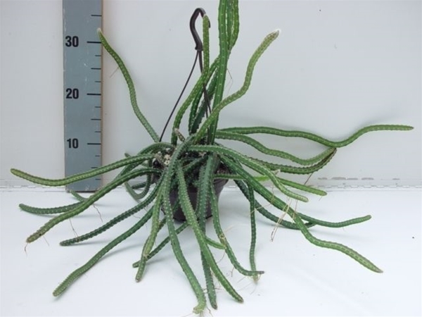 Selenicereus Grandiflorus Ampel