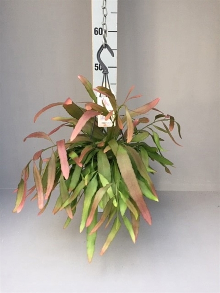 Rhipsalis Red Coral Ampel