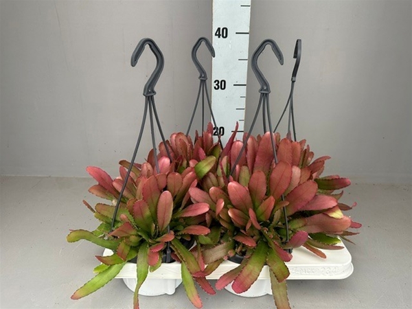 Rhipsalis Red Coral Ampel